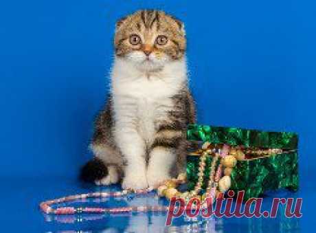 Кошечка д.р.25.12.13г.ПРОДАЖА