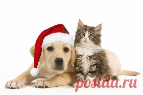 Старый Новый год! Позитивные фотографии! Без комментариев! &amp;#8212; Фотоискусство