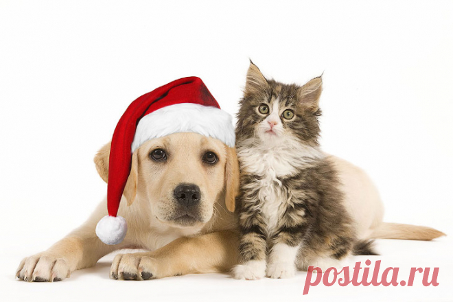 Старый Новый год! Позитивные фотографии! Без комментариев! &#8212; Фотоискусство