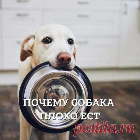 Почему собака плохо ест или часто отказывается от корма | Кинологический центр "Лунна" | Дзен