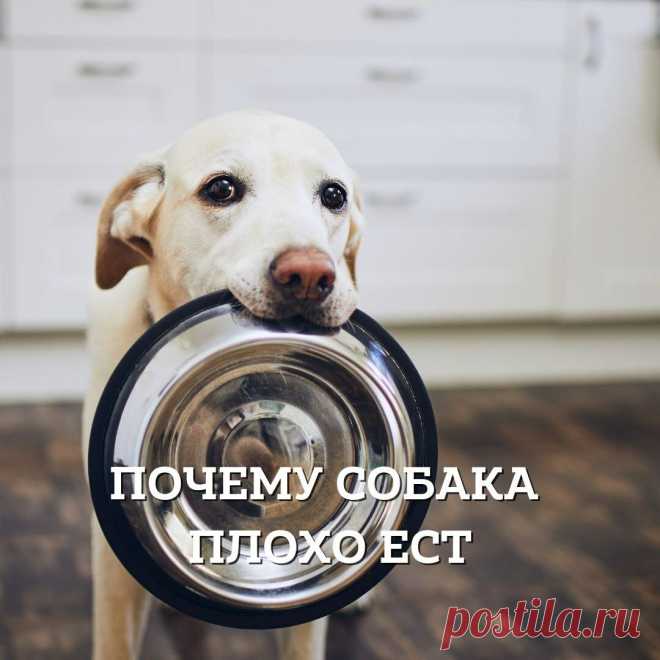 Почему собака плохо ест или часто отказывается от корма | Кинологический центр 