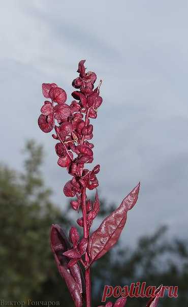 💗 ⛅ 💚 📷: #Виктор_Гончаров