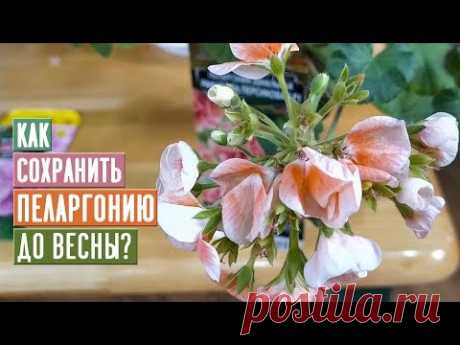 ВАЖНО!!! Как сохранить пеларгонию до весны / Садовый гид