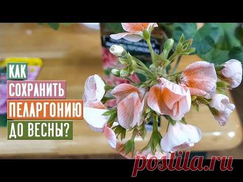 ВАЖНО!!! Как сохранить пеларгонию до весны / Садовый гид