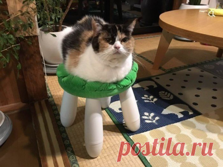 Забавные снимки с котами, где не сразу понятно что происходит