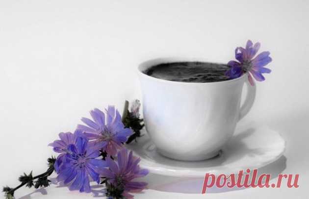 Цикорий для похудения - пьет кто-нибудь? - Эффект Польза