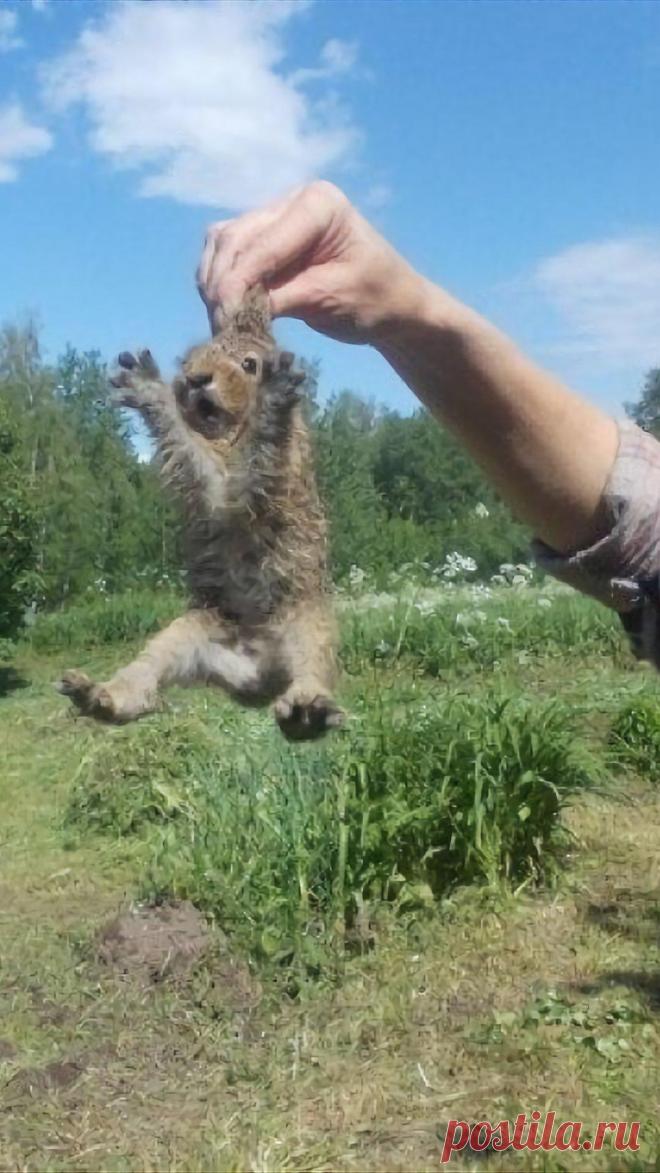 «Спас» зайчонка — сломал ему жизнь. Случаи, когда помощь человека только вредит животному. Разбор ситуаций с экспертом | Книга животных | Пульс Mail.ru Благими намерениями вымощена дорога в ад. Для кого-то это больше, чем красивый фразеологизм. Повстречав зайчонка-беспризорника или...