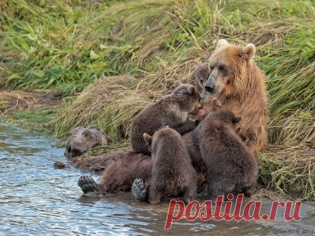 Новые фотографии медвежата.