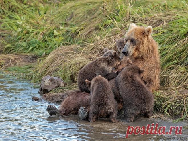 Новые фотографии медвежата.
