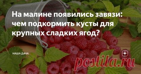 На малине появились завязи: чем подкормить кусты для крупных сладких ягод? Во время наливания плодов кустам потребуется дополнительное питание, и в наших с вами силах повлиять на количество и качество урожая. Грамотно подкормив кусты, мы ускорим созревание урожая, а сами ягоды будут крупными, «мясистыми», сладкими. Хотите?