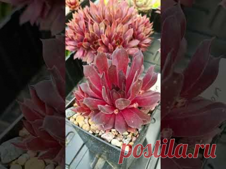 Коллекция молодил Марины Тимошиной (часть 2).