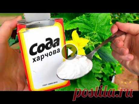 СОДА ПИЩЕВАЯ - СУПЕР УДОБРЕНИЕ ДЛЯ ОГУРЦОВ ТОМАТОВ И ДР . ОТ ВРЕДИТЕЛЕЙ ОТ МУЧНИСТОЙ РОСЫ! Гнаться за экологичностью урожая и вырастить его без капли химических удобрений – это модный и актуальный тренд. И в этом видео мы расскажем о  обустройство дачи