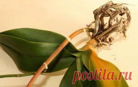 Почему у орхидеи желтеют листья и стебель, что делать если сохнет корень и опадают бутоны (фото, видео)