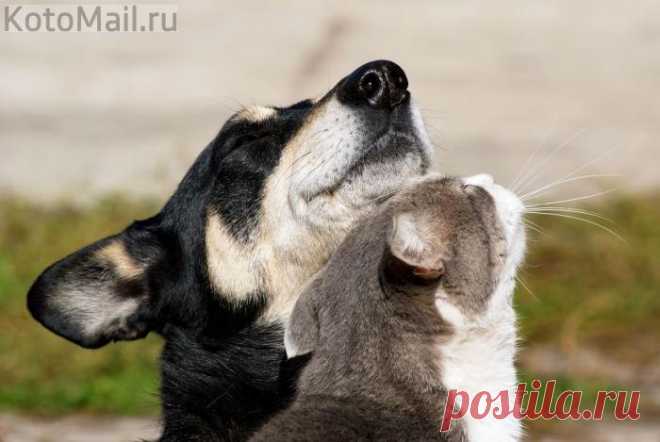 Котлеты-то домашние...