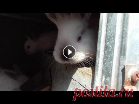 Пасхальные кролики , быстрый осмотр новостей. Осмотр кроликов В святой день Пасхи. Новый окрол...