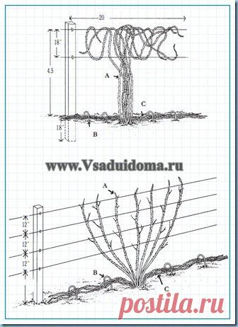 Ежевика: размножение, посадка, уход и способы выращивания ежевики.Часть 2 | Сайт о саде, даче и комнатных растениях.