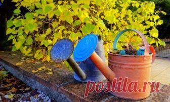 Как поливать плодовые деревья осенью – секреты влагозарядного полива Больше всего воды деревья расходуют в тот период, когда активно растут побеги и зреют плоды. А стоит ли поливать сад осенью? Давайте разбираться вместе.
Осенью сад также нуждается в поливе – это помож...