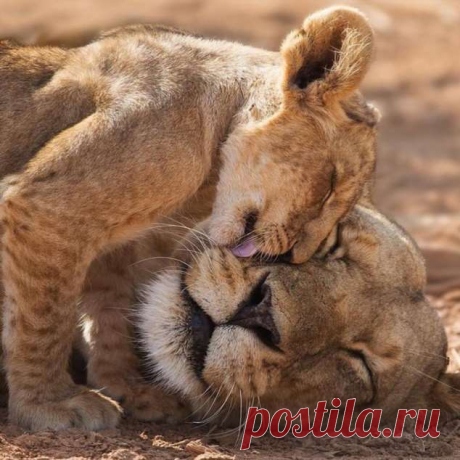 Нежный юмор для девушек и женщин. Подборка картинок и фото №lublusebya-33200109032020 | Люблю Себя