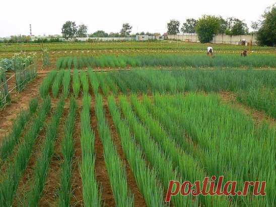 Если болеет лук.
Советы опытных огородников:
1- 2 столовых ложки нашатыря на ведро воды,хорошо полить
Стакан соли на ведро воды и поливать
Обработайте лук любым инсектицидом, желательно системным. Разумеется, придется выдержать указанный в инструкции срок ожидания, пишут в ok ru ogorodidac.
Столовая ложка солярки на 10 литров воды. Поливать из лейки на лук.
4 таблетки метронидазола на ведро воды или 1 пакетик марганцовки на ведро воды.
Я тоже полила лук метронидазолом и чеснок тоже,а узнала что