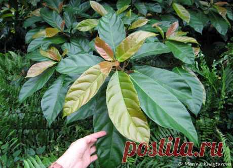 Ficus-fistulosa-10.jpg (900×649)