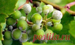 Фунгицид инструкция по применению для винограда (строби, квадрис, шавит, кабрио топ, топаз)