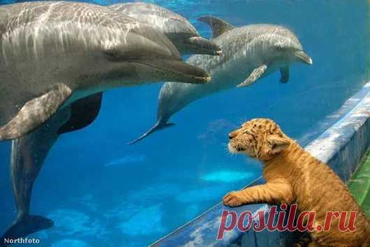 Google+