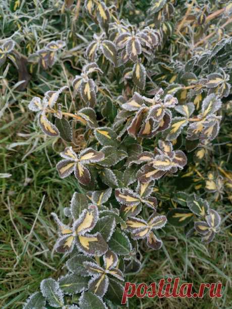 Бересклет Форчуна «Солнечное пятно» (Euonymus fortunei «Sunspot») зимой