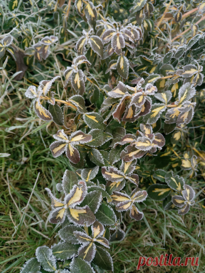 Бересклет Форчуна «Солнечное пятно» (Euonymus fortunei «Sunspot») зимой