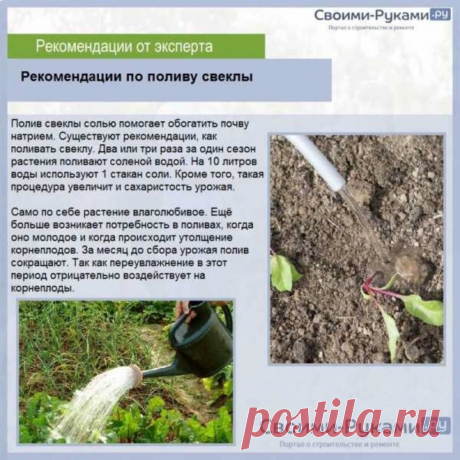 Рекомендации по поливу свеклв