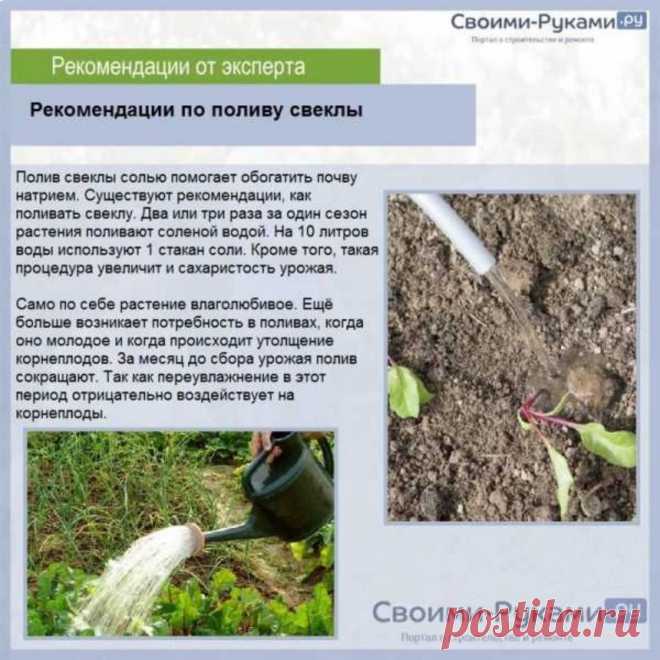 Рекомендации по поливу свеклв