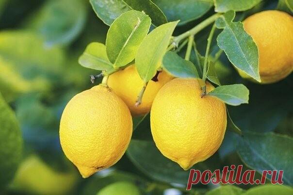 СТАРОСТЬ - НАЗАД!

Можно ли повернуть старость назад? Сколько умов думали об этом.
Мы определяем по лицу - сколько лет прожил человек. Поправка может быть 2-3 года. Но есть уникальные женщины, которые выглядят на 10, 15 лет моложе без дорогущих операций по пластике.
Одна из таких моложавых красавиц раскрыла секрет эликсира молодости.

Она утверждает, что после того, как начала им пользоваться, улучшилось зрение с -3 до -1, кожа стала гладкой на всем теле, а волосы стали гу...