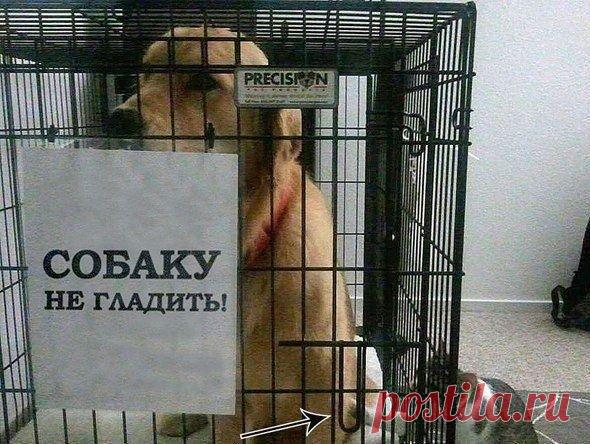 А я всё-таки поглажу!...