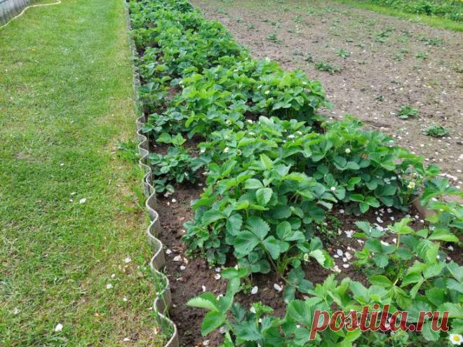 Зачем сажать календулу в междурядьях клубники: какой запах не переносят долгоносики и нематоды. Одним из таких секретов стала календула, которую опытные огородники высаживают прямо между рядами клубники.