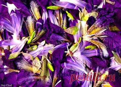 San Chad * Черных А.Д.