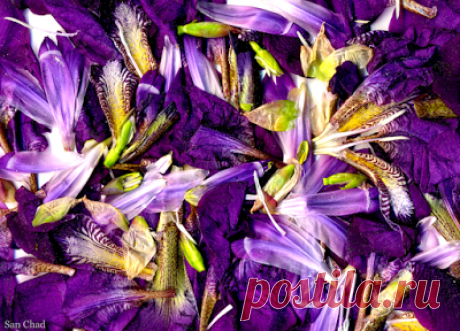 San Chad * Черных А.Д.