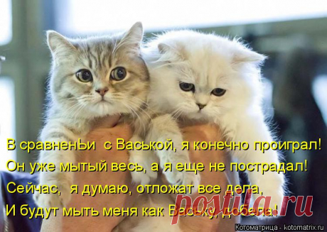 Котоматрица: Случайные котоматрицы