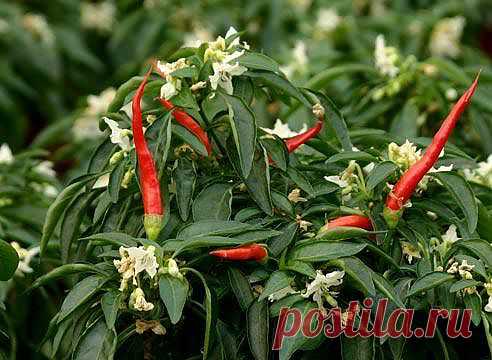 Выращивание острого перца на Supersadovnik.ru
