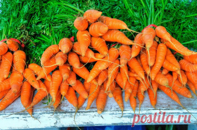 Как на 2,4 м² получить урожай моркови, которого хватит до следующего сезона.