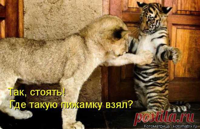 Котоматрица.
