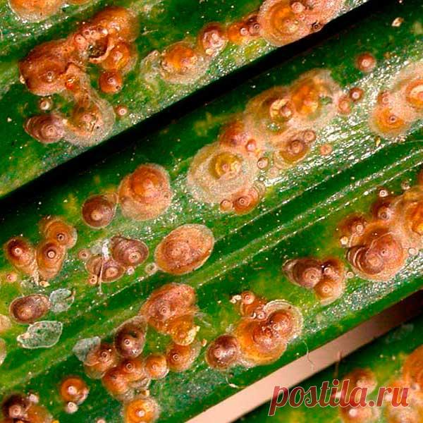 Вредитель комнатных растений Щитовка и ложнощитовка. Вредители обычно располагаются на веточках, стволиках, листьях, особенно вдоль жилок растения. Внешне они напоминают наросты, бляшки, щитки. Светлые, практически плоские щитки, характерны для щитовок, темные, выпуклые — для ложнощитовок. Окраска щитков — от грязно-белой до коричнево-черной. Насекомое трудно разглядеть.