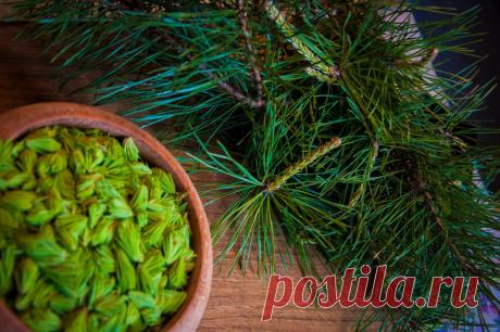 Узнала, что в соседней деревне делают ферментированный чай из сосновой хвои. Попробовала и попросила рецепт | Дом с Котом | Яндекс Дзен