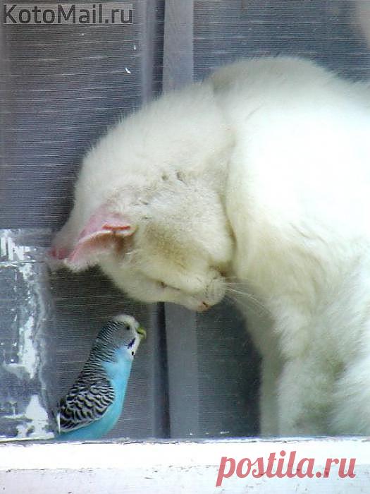 Клянусь! Тебя я не обижу! | KotoMail.ru