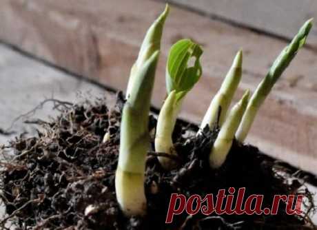 Что нужно хостам весной: 7 секретов красивой листвы - Идеальная хозяйка