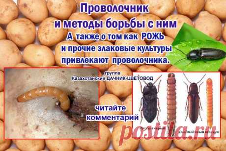 Казахстанский ДАЧНИК - ЦВЕТОВОД