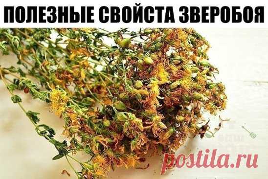 ОБЫЧНЫЙ ЗВЕРОБОЙ - НО КАК ПОВЫШАЕТ ГОРМОНЫ СЧАСТЬЯ!
Убивает наповал плохое настроение и даже легко справляется с депрессией, потому что активно стимулирует выработку гормона счастья ( серотонина ) в организме!
Зверобой — идеально укрепляет нервную систему.
В кризисных жизненных ситуациях полезно принимать от трех до шести чашек чая со зверобоем и дополнительно по 20 капель настойки зверобоя 3 раза в день.
Настойку делают так: 50 г сухой измельченной травы зверобоя заливают 0,5 литра водки, ост