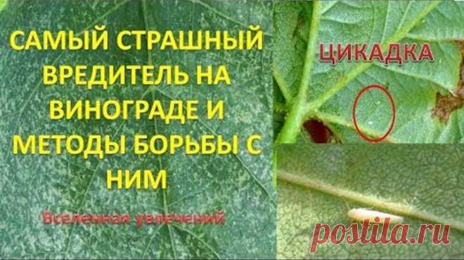САМЫЙ СТРАШНЫЙ ВРЕДИТЕЛЬ НА ВИНОГРАДЕ И МЕТОДЫ БОРЬБЫ С НИМ. ЦИКАДКА. vselennaya uvlesheniy