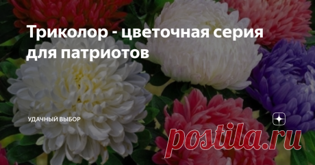 Триколор - цветочная серия для патриотов Была удивлена, когда узнала, что в серии "Триколор" от производителя семян не любимые всеми томаты, а еще более любимые растения - цветы. В серию вошли сорта аквилегии, виол, эустом и других цветов, в палитре которых есть  красный, синий, белый. Задумка не реализована, но снова выпал шанс Я патриотка, несмотря ни на что. Ничего не имею против сочетания синий, белый, красный. Уже была у меня мысль создать клумбу триколор - посадить ц...