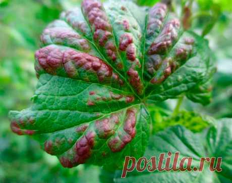 Болезнь или вредители? Чем лечить смородину? | ЗЕЛЕНЫЙ МИР С ЕЛЕНОЙ | Яндекс Дзен