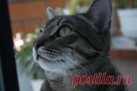 Отваживаем кота от грядок - Садоводка