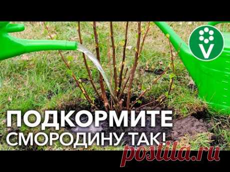 ТОЛЬКО НЕ НАВОЗ! Вот ЛУЧШЕЕ УДОБРЕНИЕ для смородины и крыжовника весной